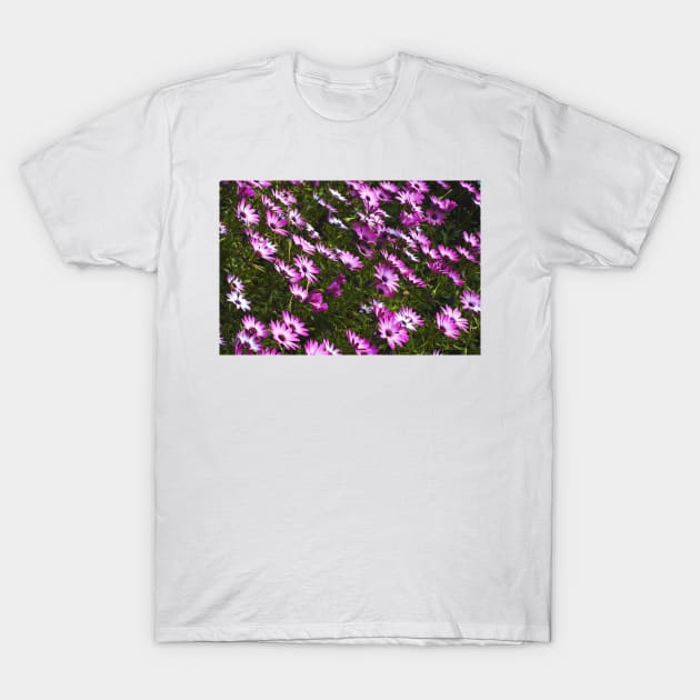 Standing In Cape Daisies T-Shirt by Joy Watson